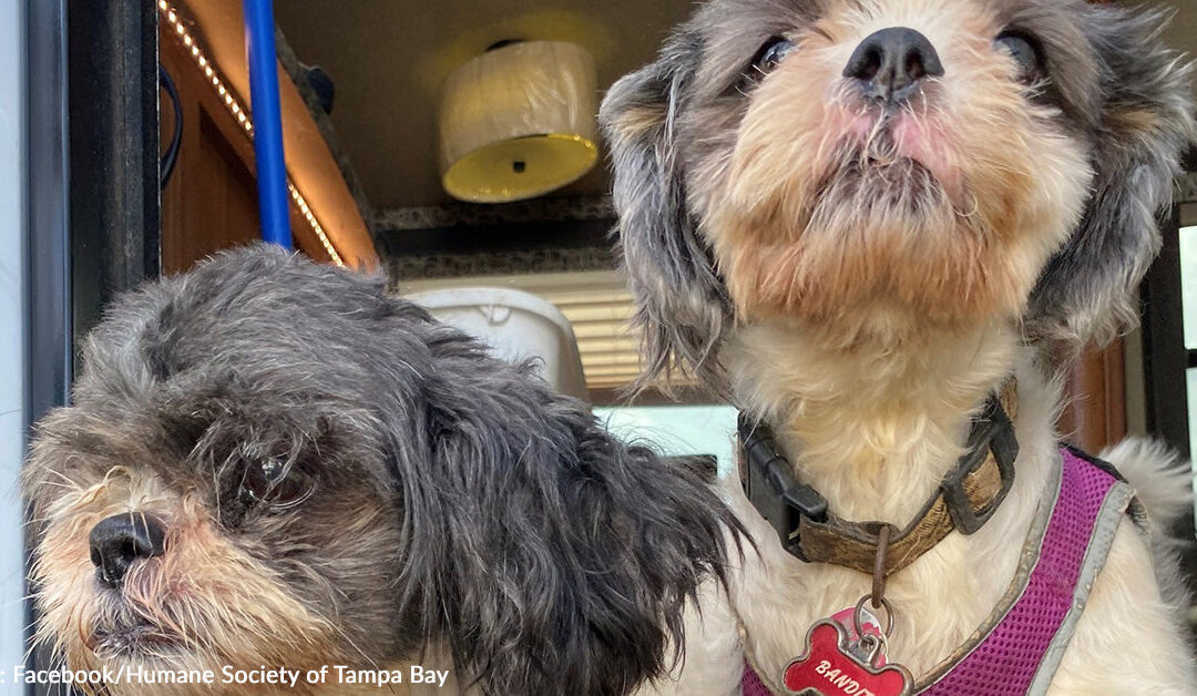 Bonded Senior Dogs Who Lost Everything After Hurricane Milton Find New Home