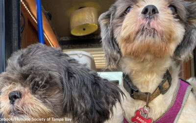 Bonded Senior Dogs Who Lost Everything After Hurricane Milton Find New Home