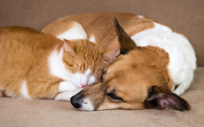 Mom Showcases Senior Rescue Dog’s Adorable Talent As Kitten Whisperer