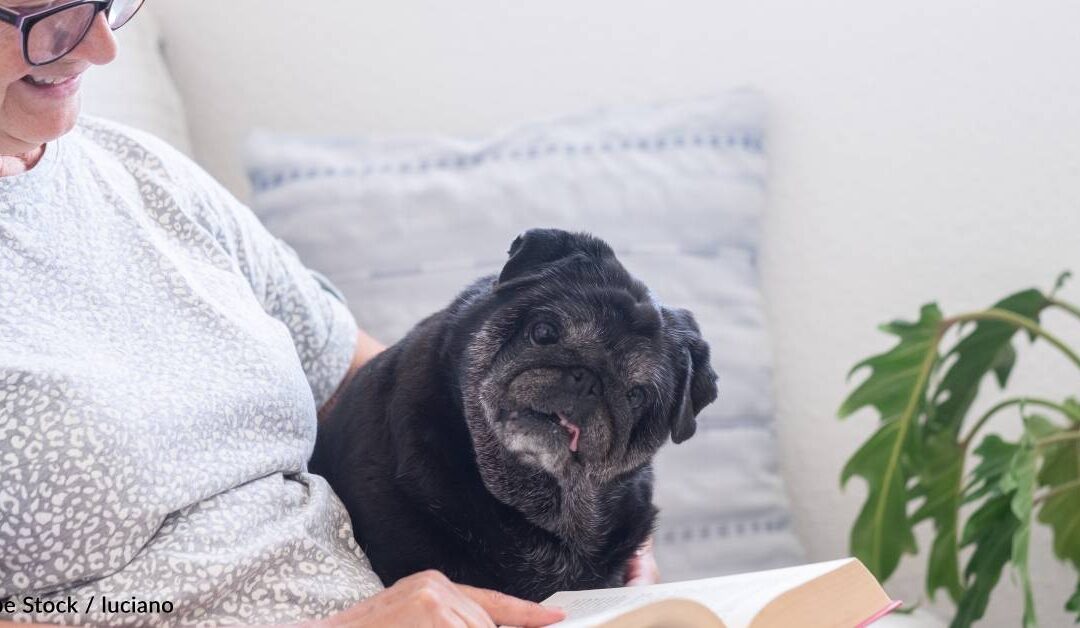 Caring for a Senior Pet: Tips for Keeping Your Dog or Cat Healthy in Their Golden Years