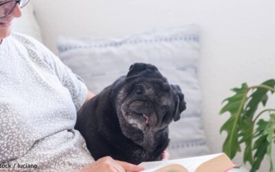 Caring for a Senior Pet: Tips for Keeping Your Dog or Cat Healthy in Their Golden Years