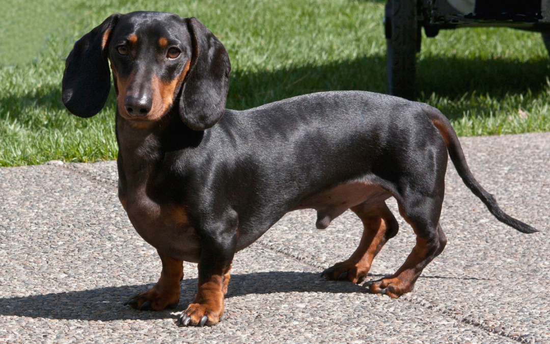 20-Year-Old Dachshund’s Joyful Run Has People in Their Feelings