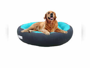 Best Budget-Friendly Dog Beds Under 500 that Offers Great Comfort