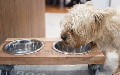 Why Senior Dog Won’t Drink Water Until Owner Back From Work Breaks Hearts