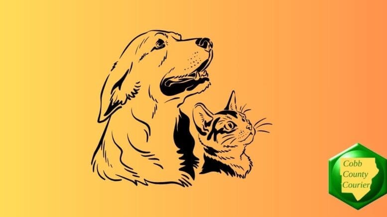 Special needs shelter dogs deserve love too