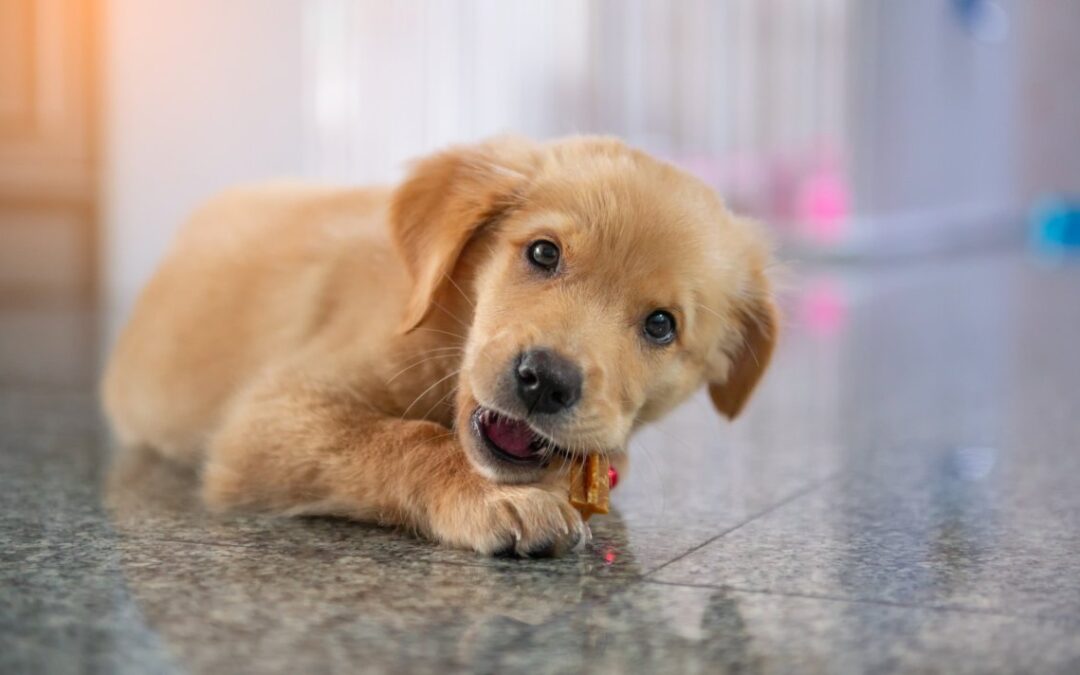 Hysterics at What Puppy Will Do To Get a Treat: ‘So Dramatic’