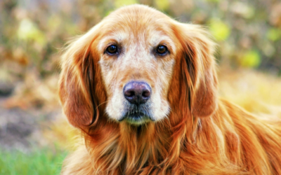 Vet Shares Tips for Keeping Senior Dogs Healthy That Most People Don’t Think About