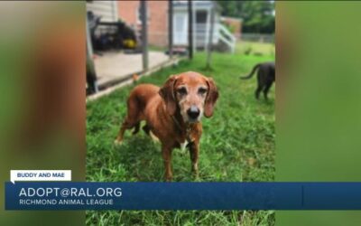 Paws for Pets: Buddy and Mae, sweet senior dogs who are best friends that love their human friends
