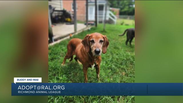 Paws for Pets: Buddy and Mae, sweet senior dogs who are best friends that love their human friends