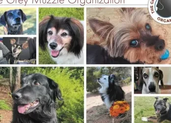 Order Your 2025 Grey Muzzle Calendar!