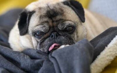 Senior Pug’s Bout of ‘Horizontal Rage’ Over Having to Go Outside Is Too Funny