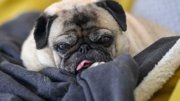 Senior Pug’s Bout of ‘Horizontal Rage’ Over Having to Go Outside Is Too Funny