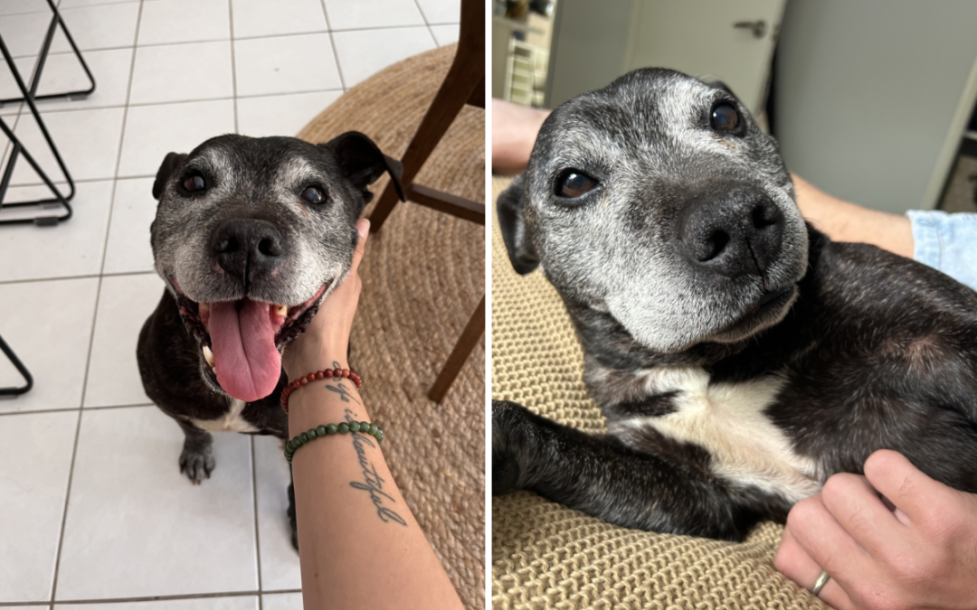 Tears as Stray Senior Dog Turns Up at Gen Z House Share—And Stays