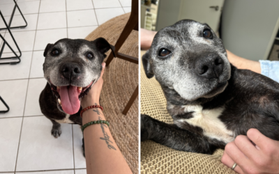 Tears as Stray Senior Dog Turns Up at Gen Z House Share—And Stays