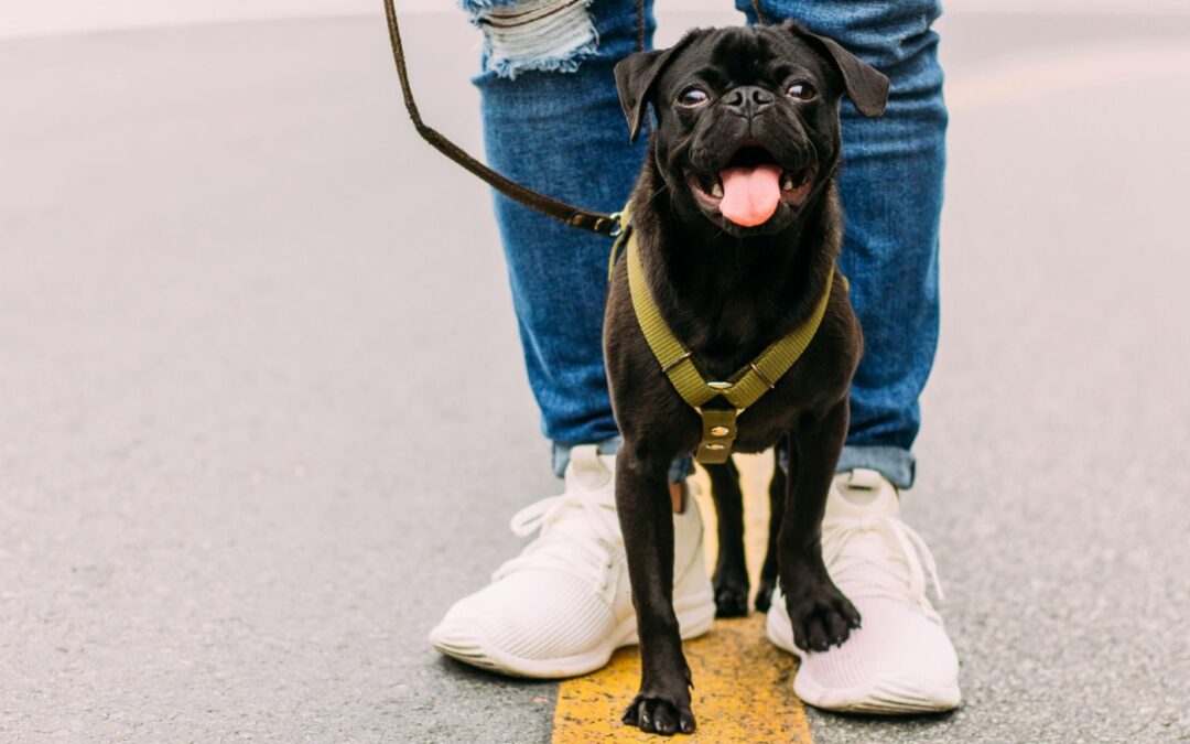 Seniors voice concerns over new dog rules