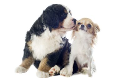 Family Introduce Puppy Sibling to Senior Dog, It Doesn’t Go Well