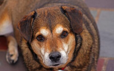 Senior Dog Finds New Hope and It’s Caught on Camera!