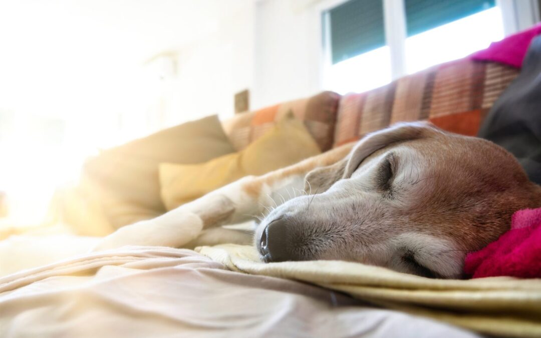 Sweet Old Rescue Dog Has Heartwarming Bedtime Routine