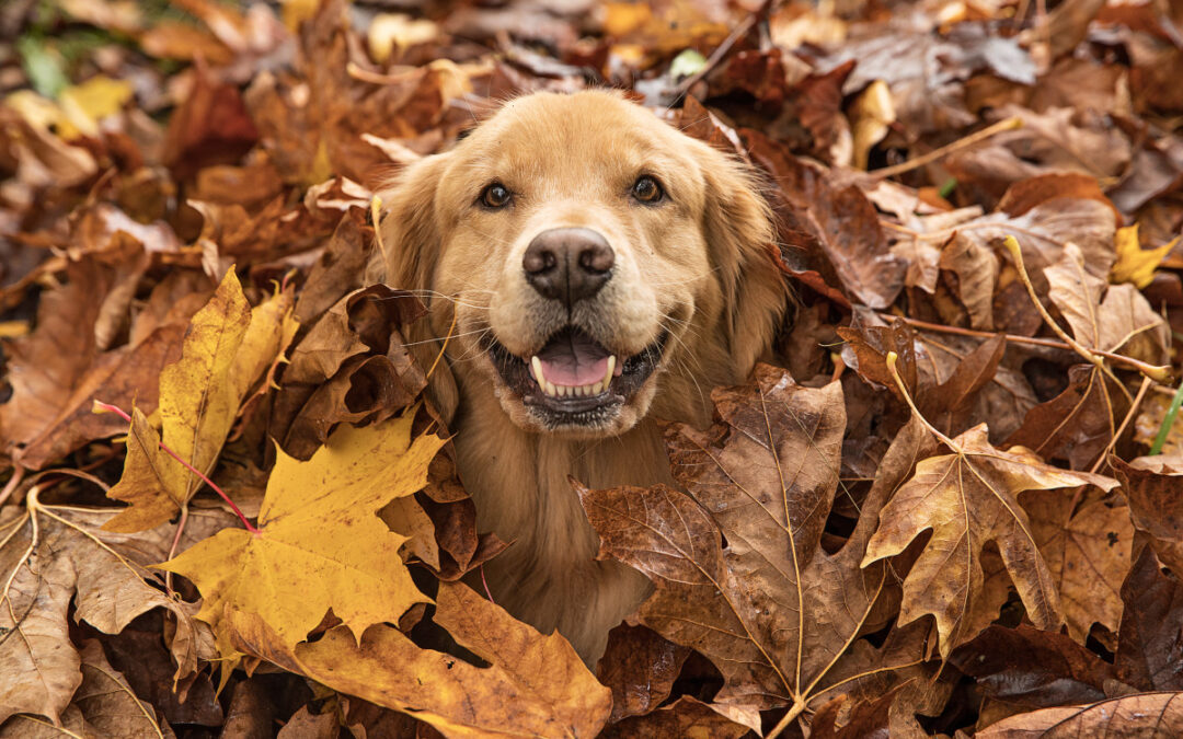 Video of Senior Labrador Jumping Into a Huge Pile of Leaves Is Giving People All the Feels