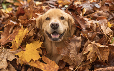 Video of Senior Labrador Jumping Into a Huge Pile of Leaves Is Giving People All the Feels