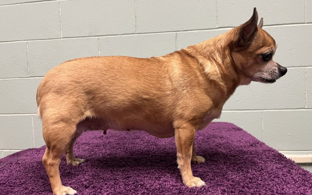 Description of Shelter Dog on Adoption Site Goes Viral: ‘Sure to Hate You’