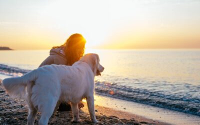Woman Takes Senior Golden Retriever To Watch Sunset—Films How She Finds Him