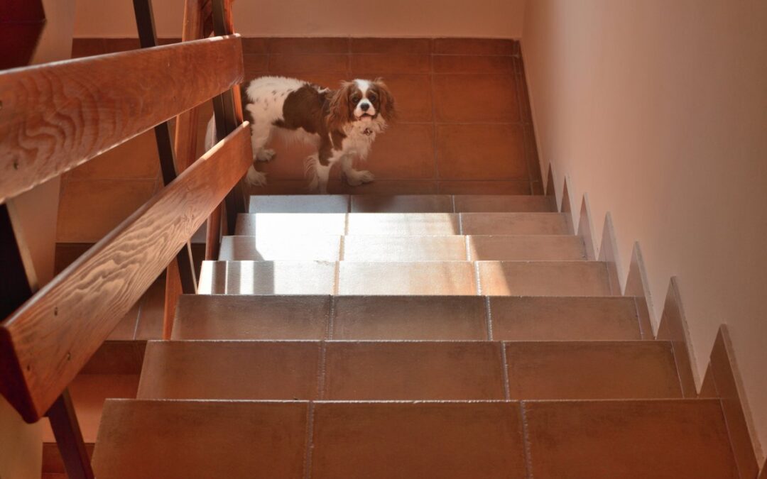 Senior Dog Demands To Be Carried Upstairs: ‘Calling for an Uber’