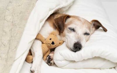 Walmart Is Selling a Cozy $68 Dog Bed for Only $30 but It’ll Sell Out Fast