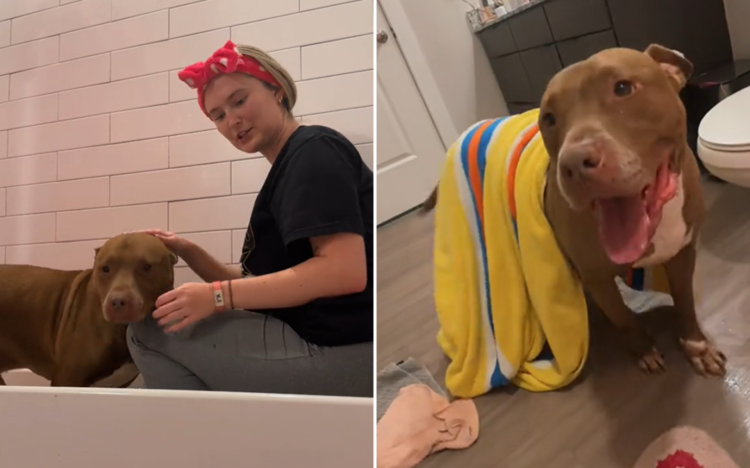 Woman Fosters Shelter’s Oldest Dog on Euthanasia List—Never Brings Him Back