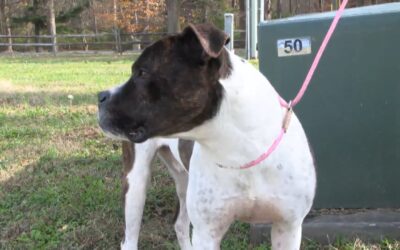 “He’s been here for over four years…” Older pets face an uphill battle in their search for a forever home