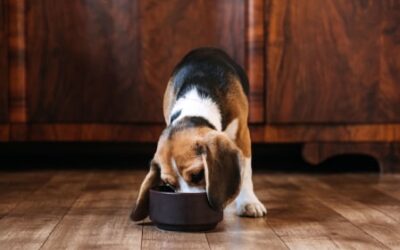 The best wet dog food for happy, healthy pets at every life stage