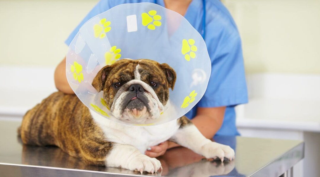 Best Pet Insurance for Dogs in December 2024