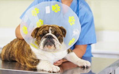Best Pet Insurance for Dogs in December 2024