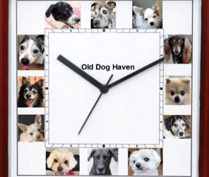 My Boss is a Dog – A Day in the Lives of Old Dog Haven Staff Members