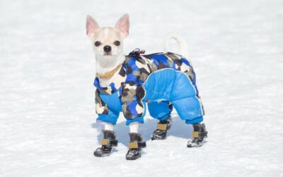 Five reasons your dog might really benefit from canine clothing