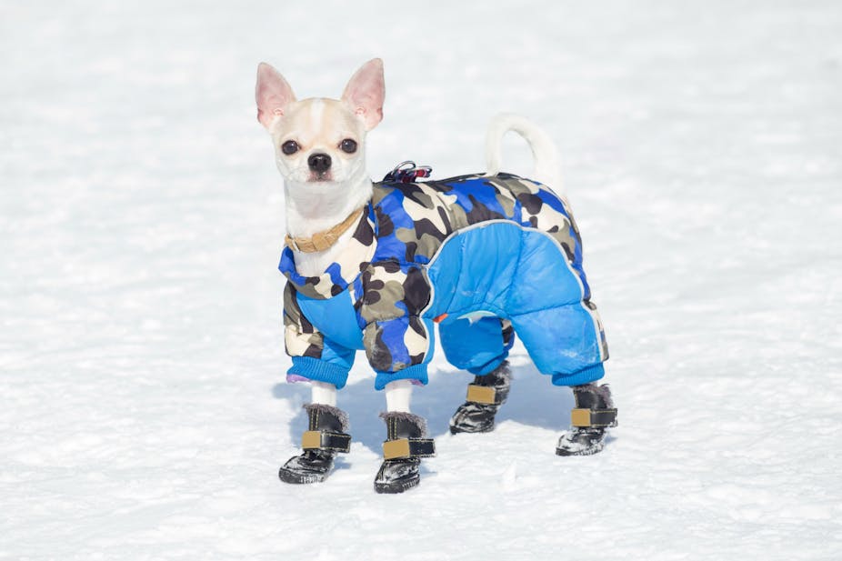 Five reasons your dog might really benefit from canine clothing