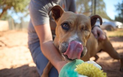 Senior Dog With One Eye Looking for Forever Home After 1461 Days in Shelter