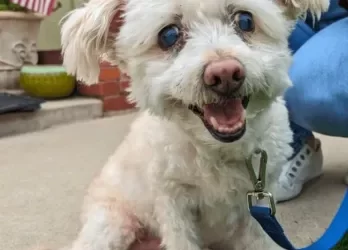 Chester