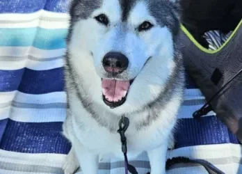 Bella
