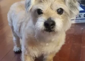 Rhonda