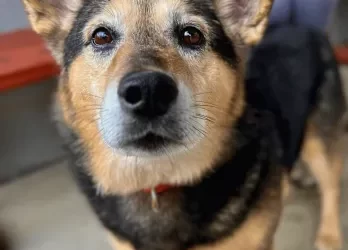 Koda