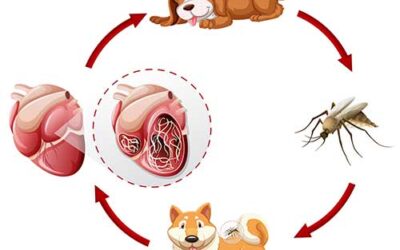Does your dog need heartworm medication in the winter?