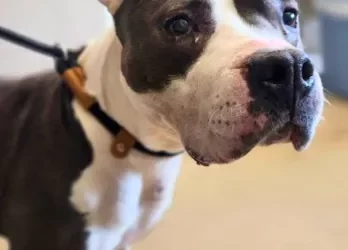 Martha von Hippo