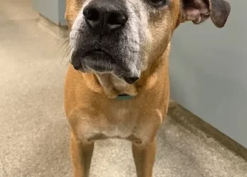Ted
