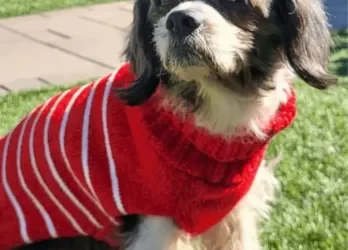 Petunia