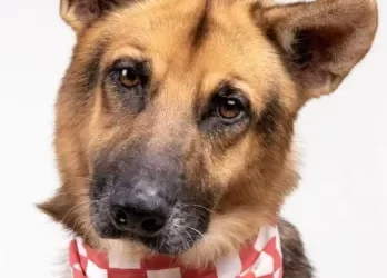 Houston Cares Animal Rescue