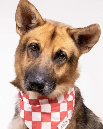 Houston Cares Animal Rescue