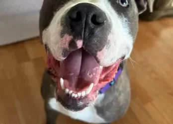 California Bully Rescue