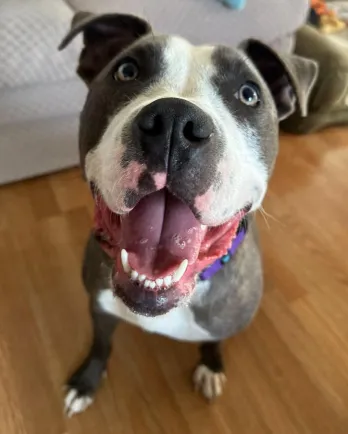 California Bully Rescue