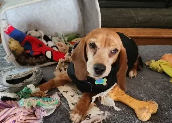 Beautiful Chaos Animal Sanctuary